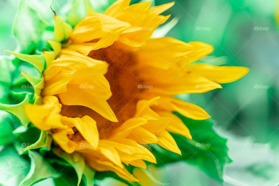 sunflower