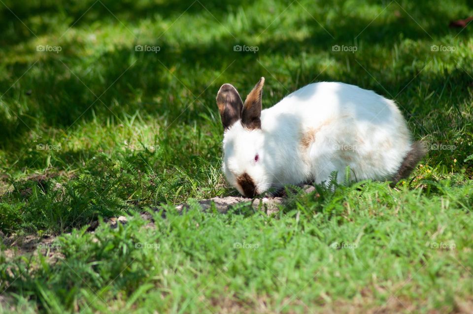white rabbit with black ears nibbles green grass, easter bunny, symbol of the year 2023