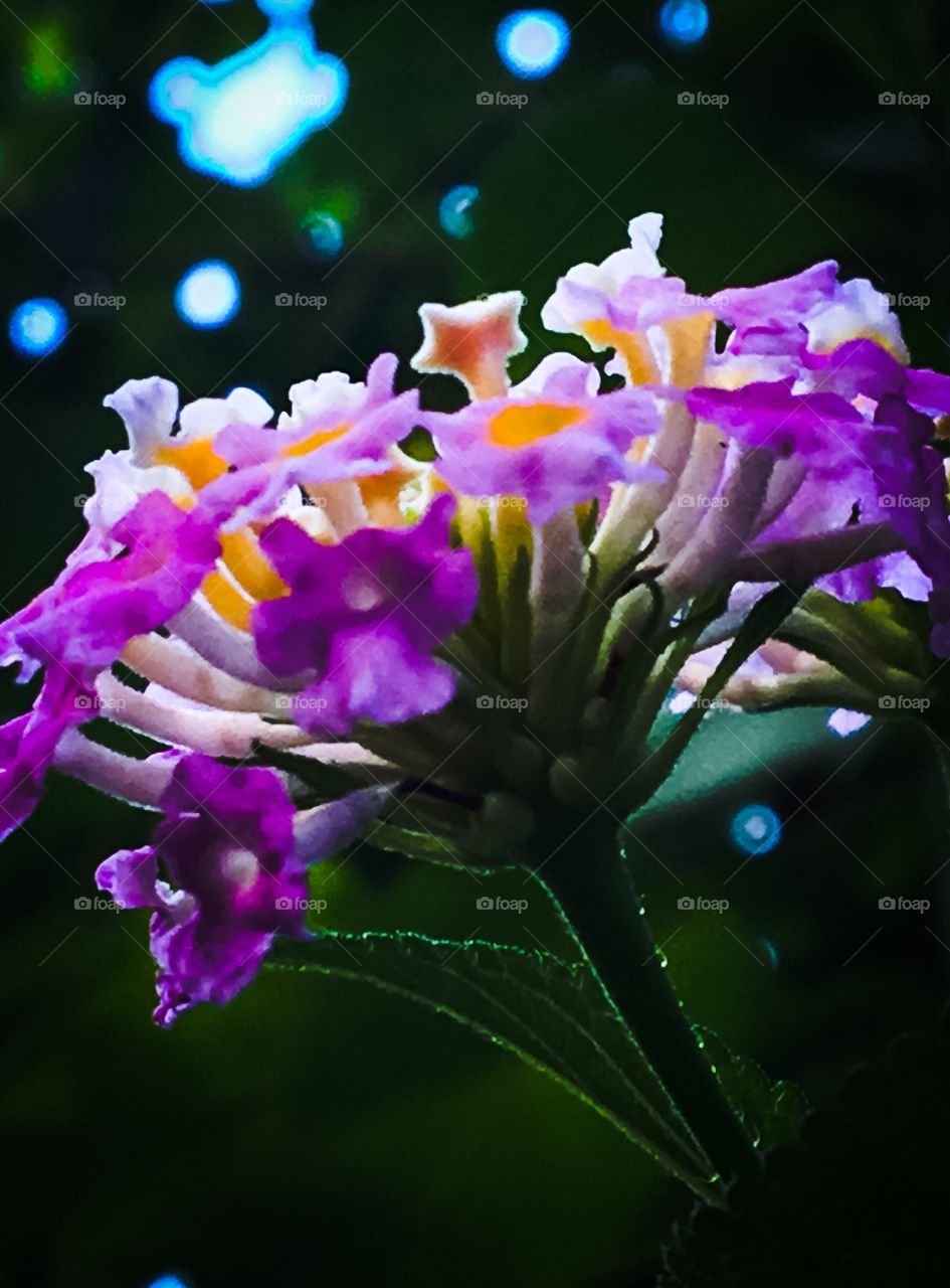 Beautiful wild flower: nature wonder