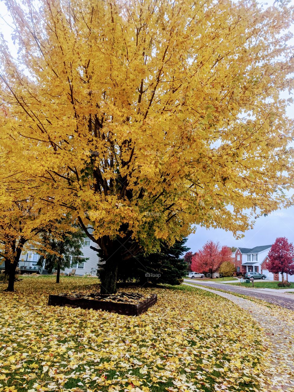 Happiness is seeing beautiful colours all around you and believe you are blessed with small small things in life and that's so great 👍