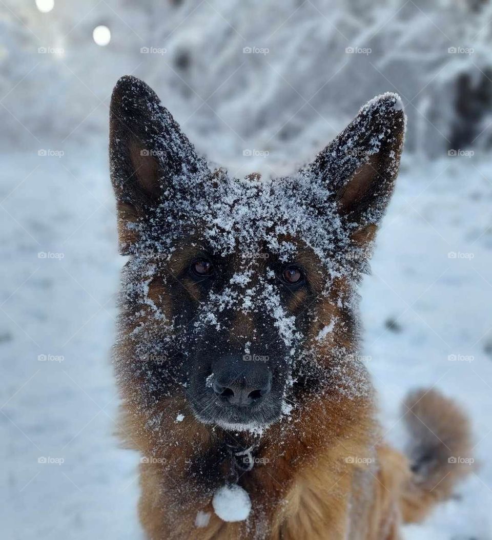 dog with snowy nose in wintertime in forest