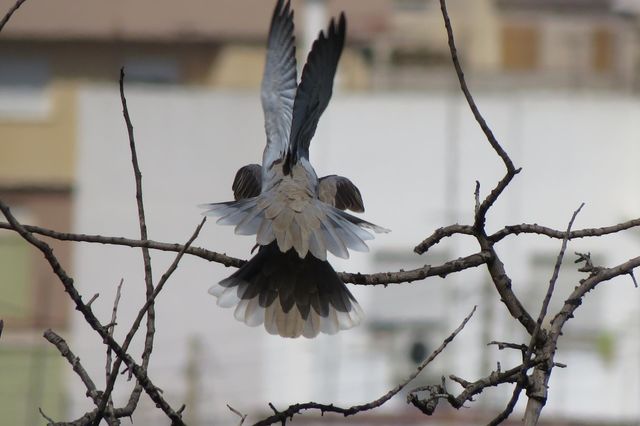 Bird's