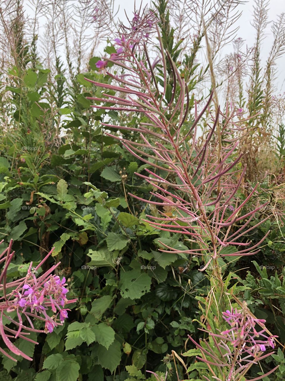 This light purple flower is a real gem found in Devon and Cornwall, UK