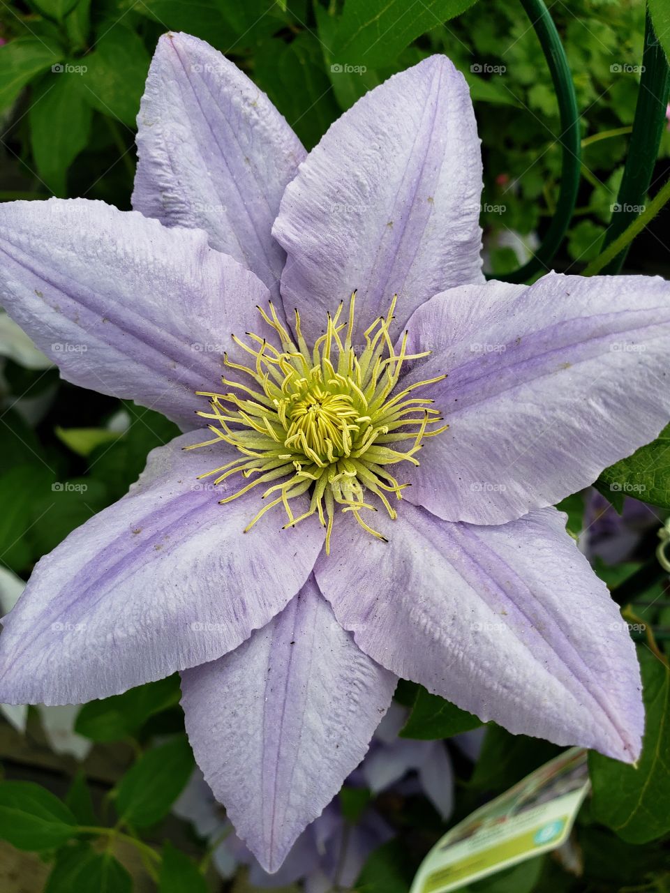 Beautiful spring flowers