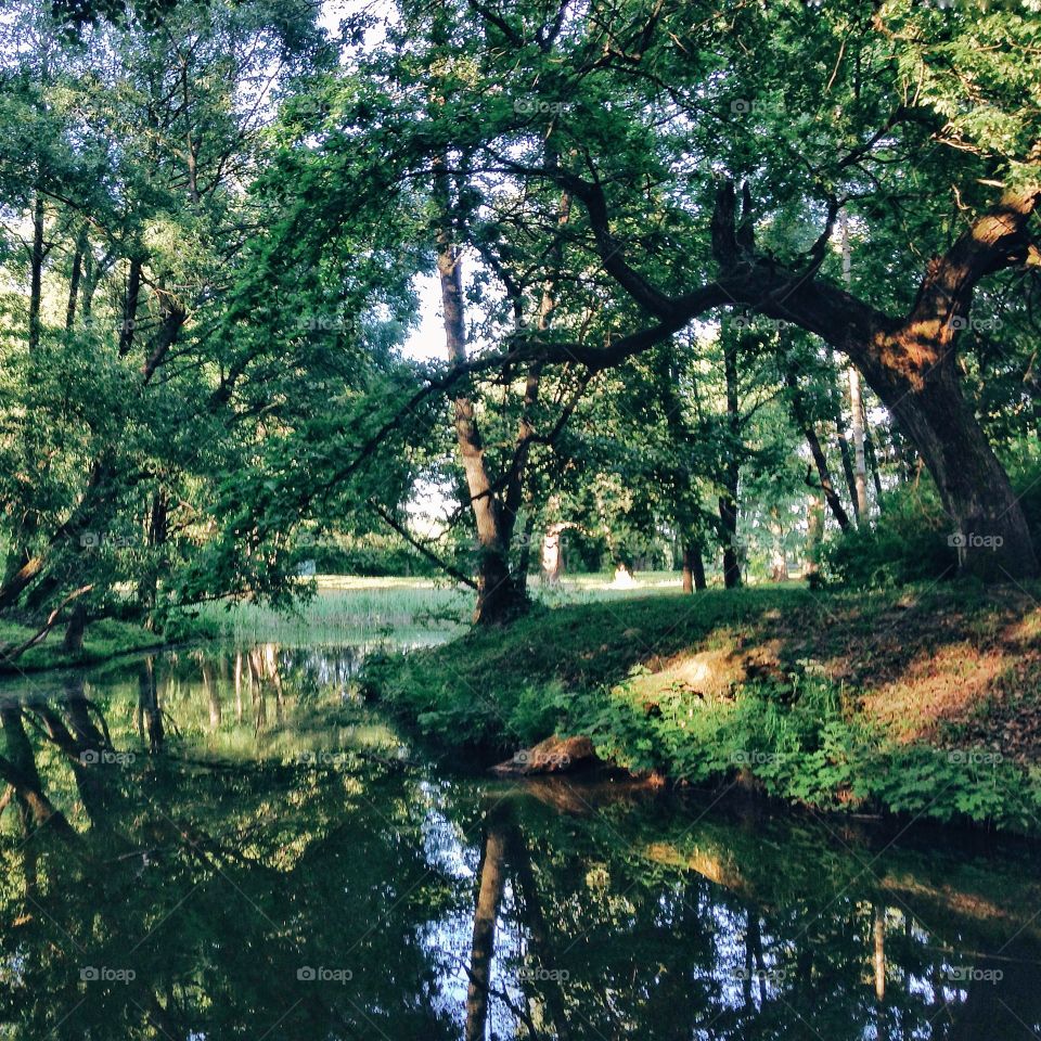 Trees reflected on lake