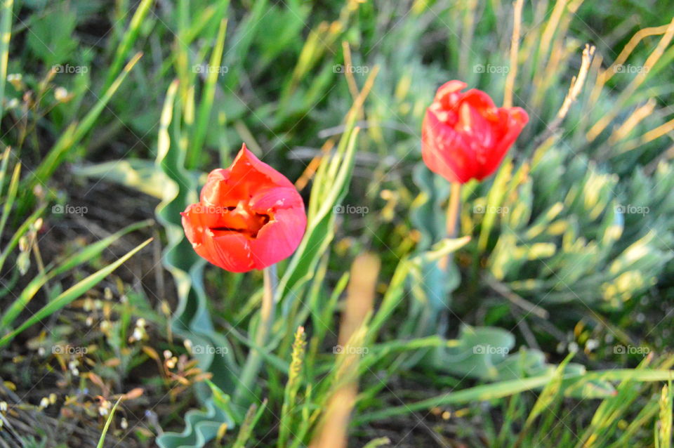 wild tulips