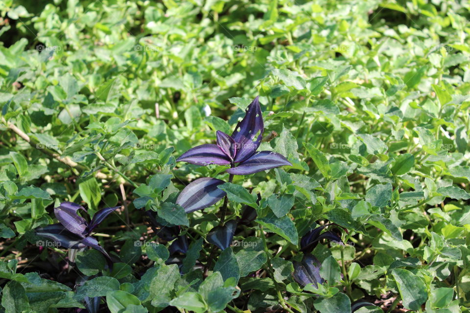 purple leaf i