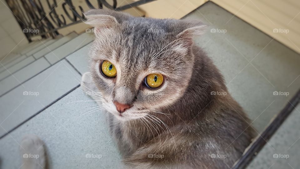cat with yellow eyes