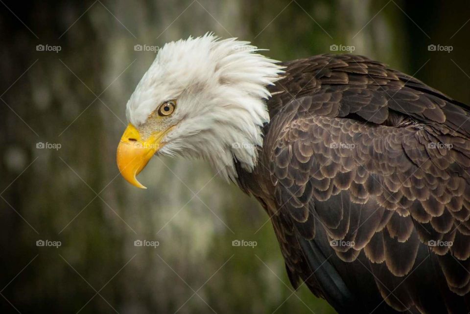 eye of the Eagle
