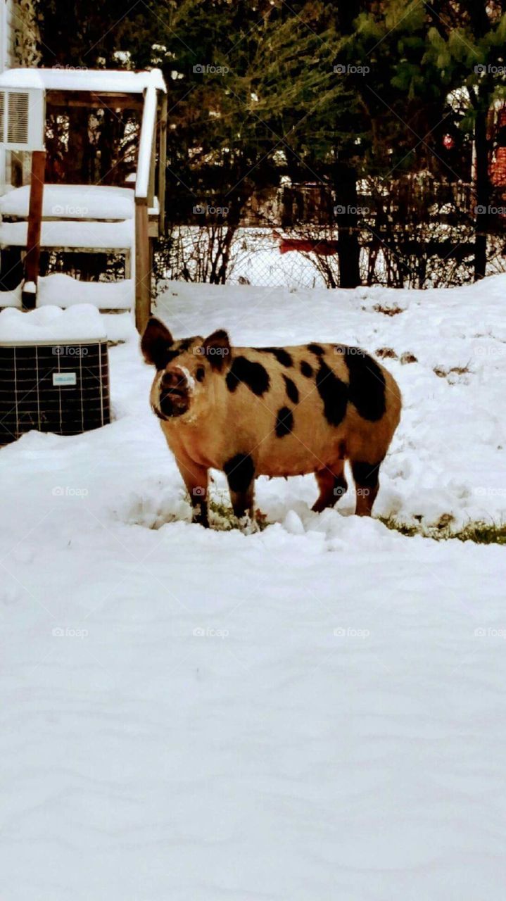 Pig in winter