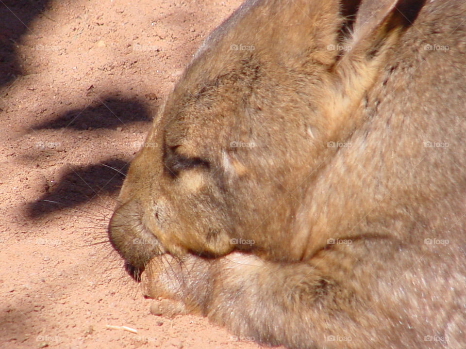 Wombat