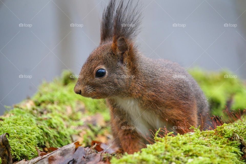 Red squirrel close-up portrait