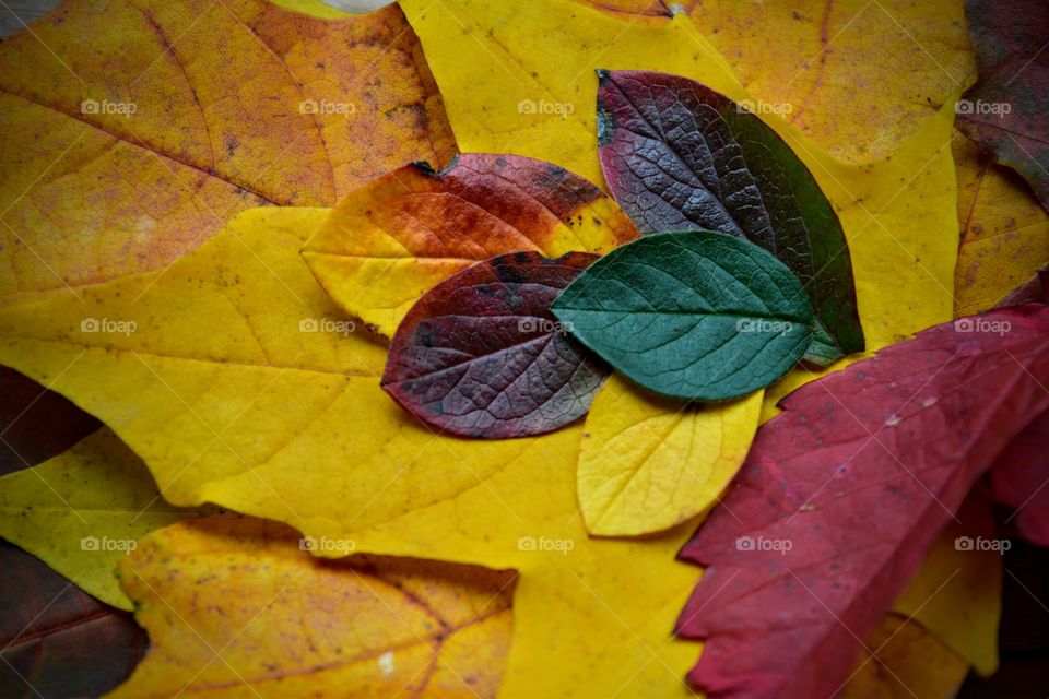 beautiful colorful leaves background