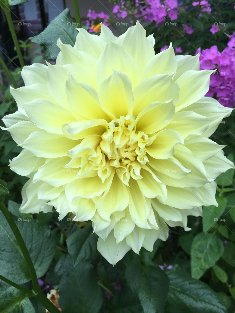 Light yellow dahlia