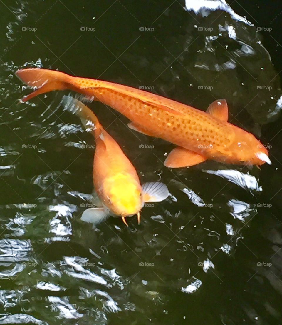 Fish swimming in the stream near the Alamo.
San Antonio, TX.
