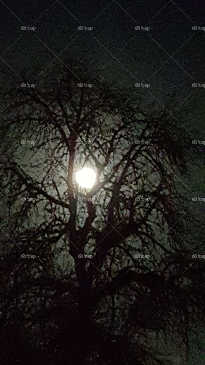 Harvest Moon Between Branches