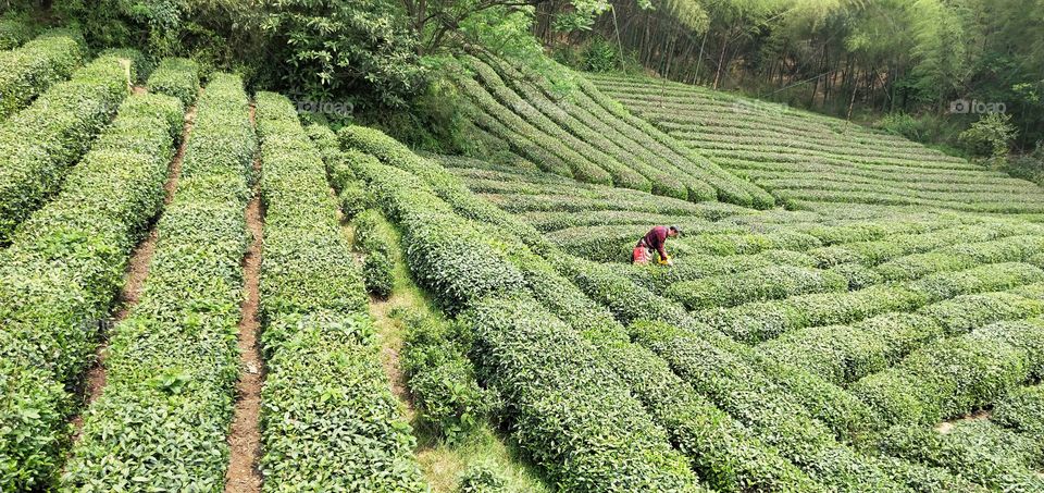 tea plantation