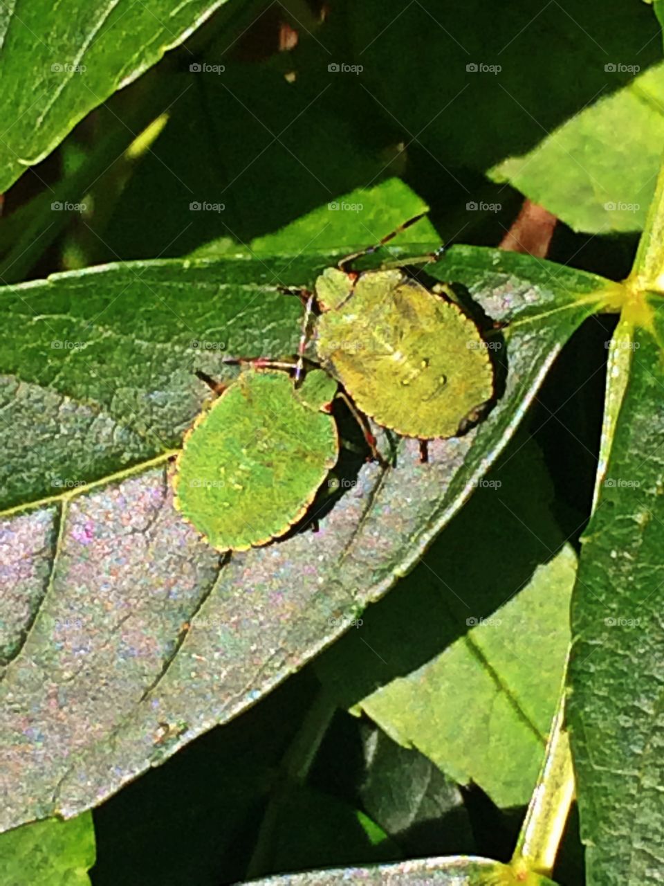 Dune bugs on a leaf