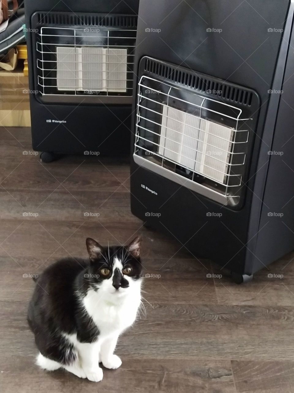 Bubu Cat feeling cold