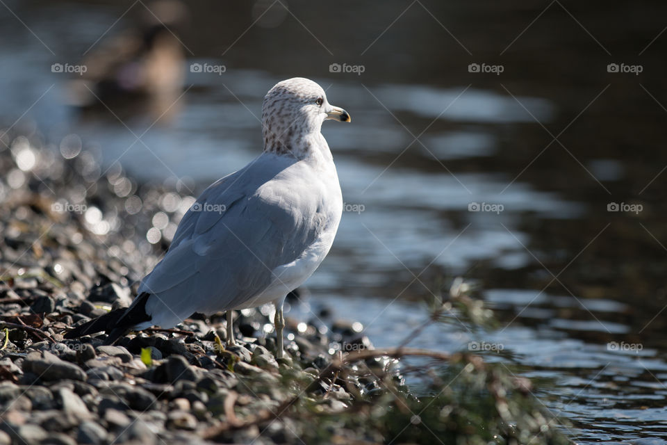 Bird, Wildlife, Nature, Water, Seagulls