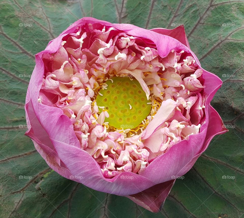 Lotus (Nelumbo nucifera)