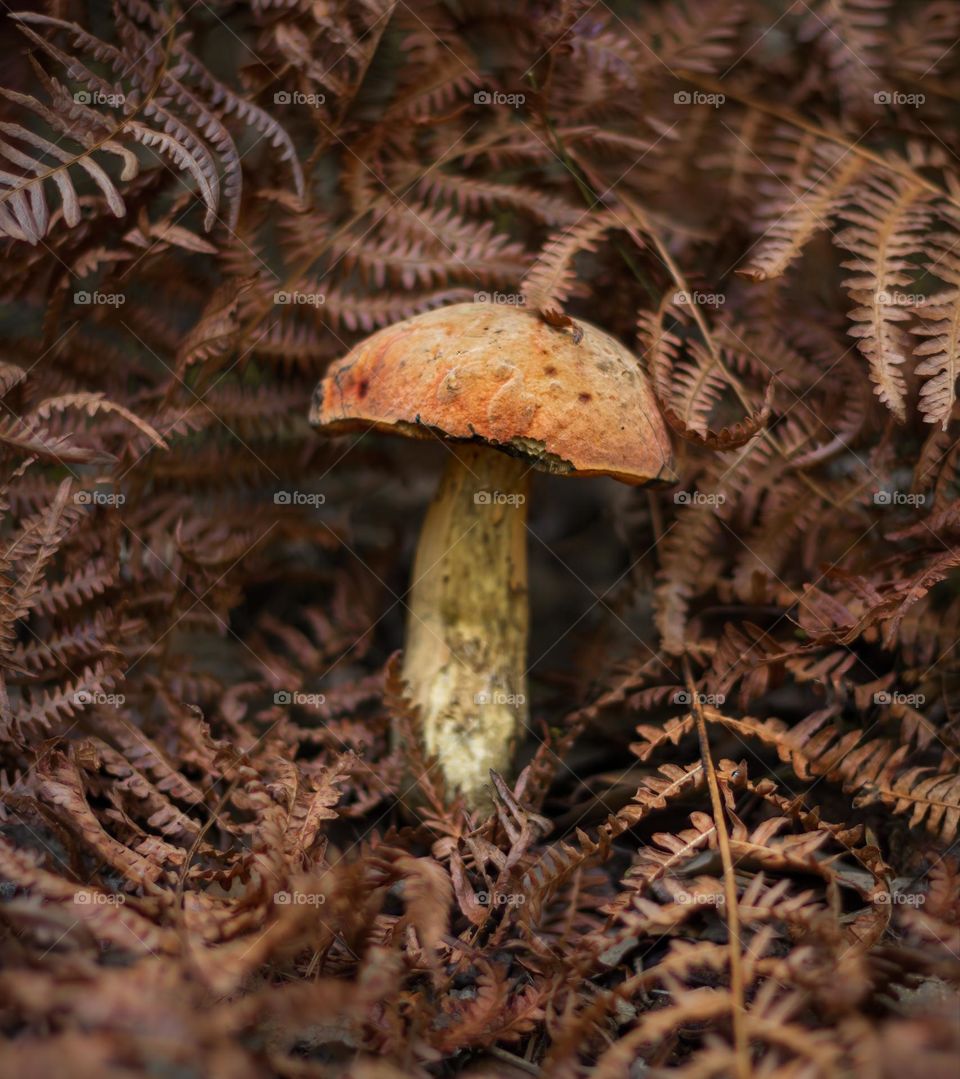 Boletes mushroom amidst the browning ferns