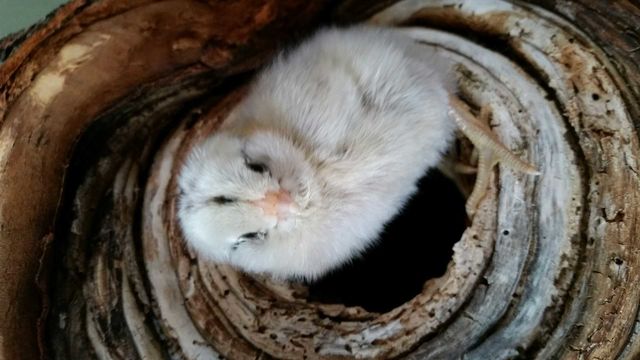 chick
