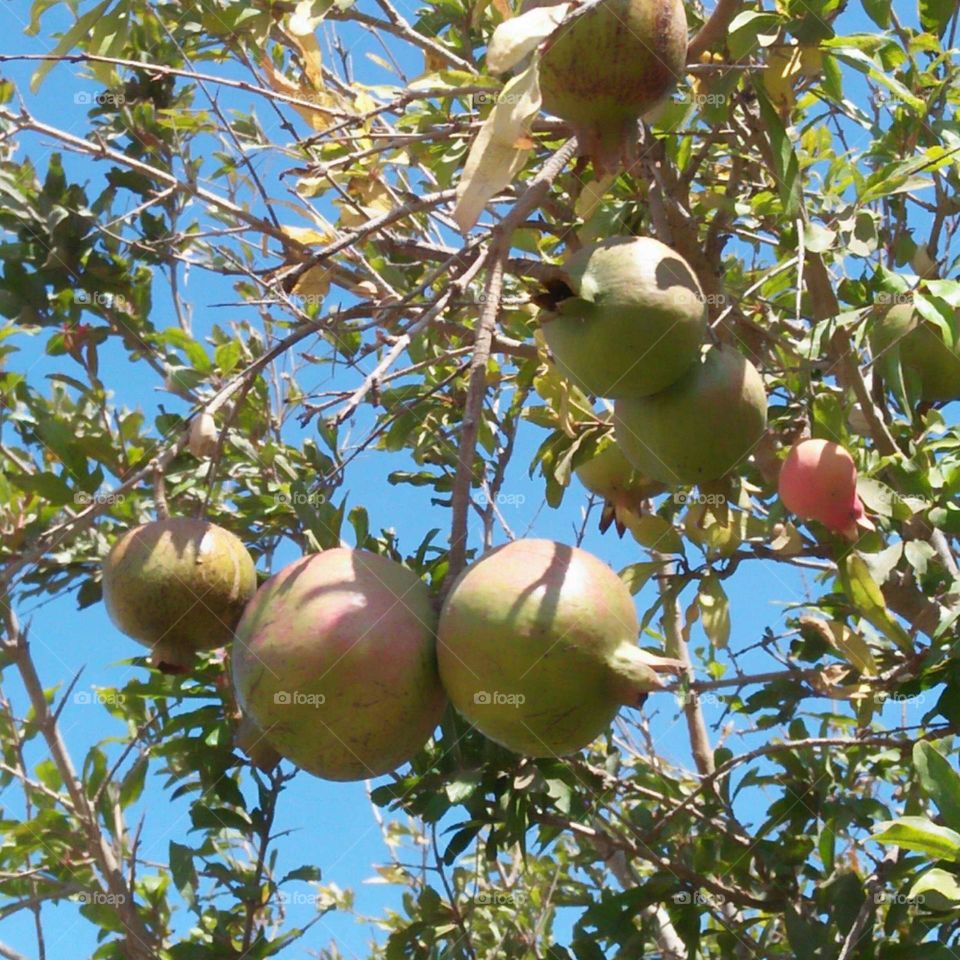 Beautiful tree of pomegranate