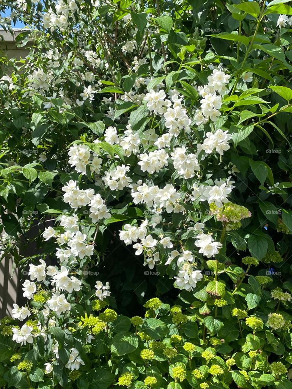 Philadelphus coronarius