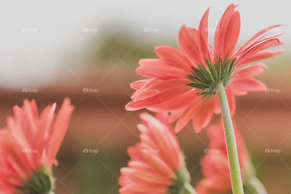 Close-up of daisy flowers