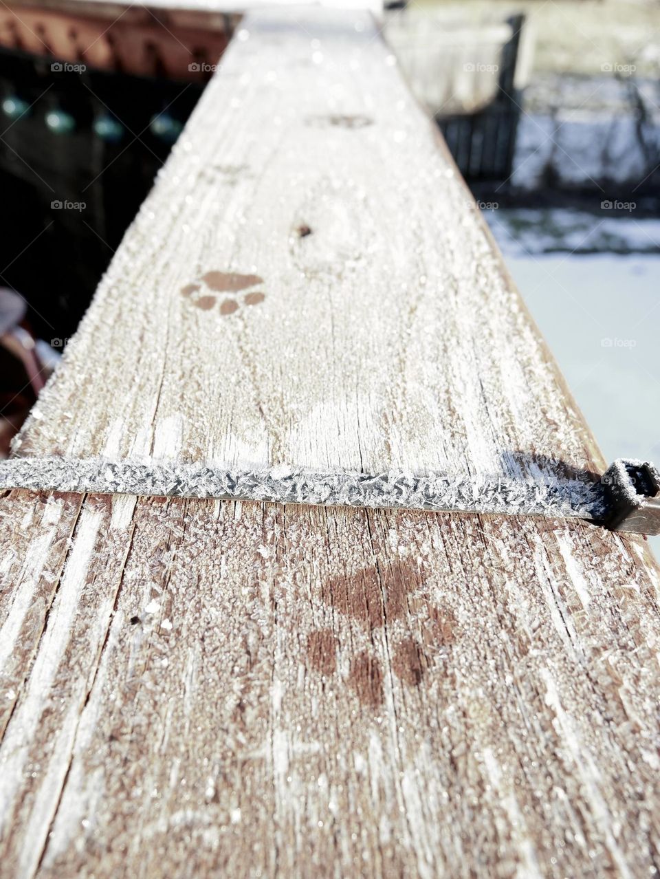 Kitty leaves his small paw prints in the frost, on a wood rail. Cute as can be! 