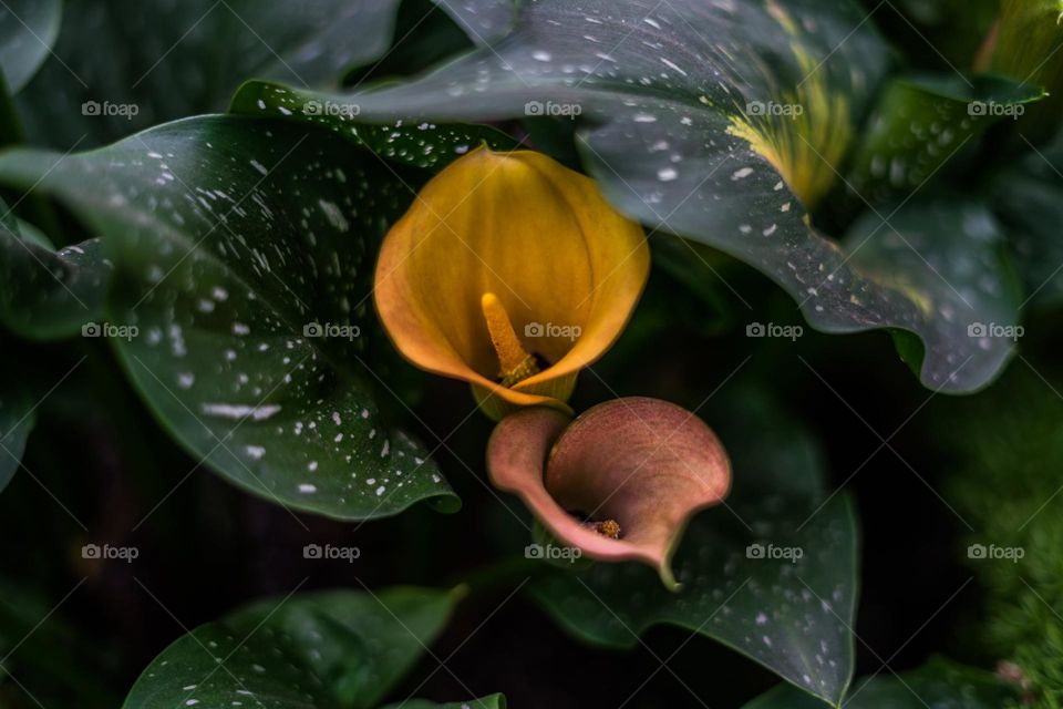 Beautiful gold pink colla lilies follows