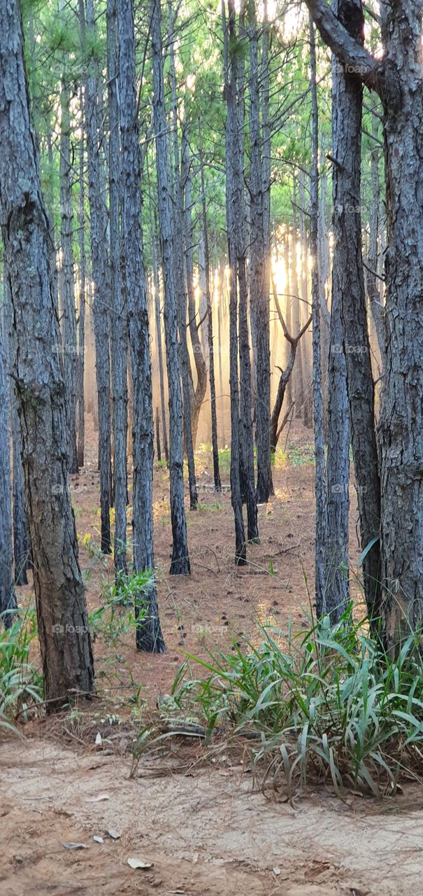 Floresta Florianópolis
