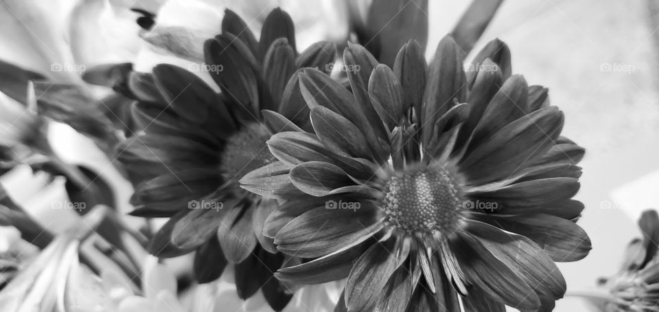 b&w flowers