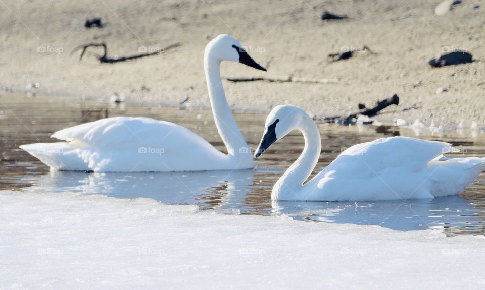 Gorgeous white swans!! 