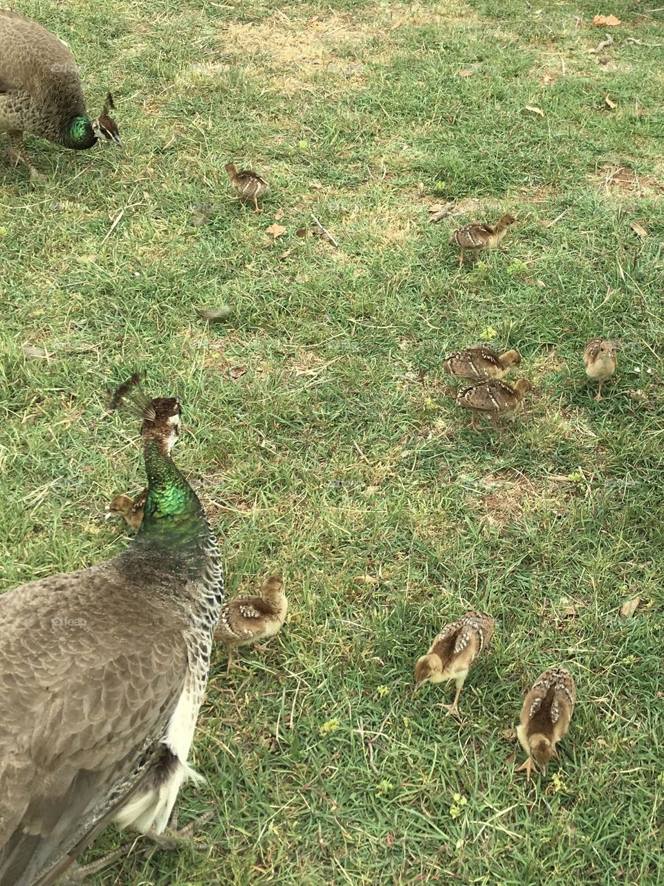 The joys of springtime motherhood with a mother peacock proudly showing off her young chicks.