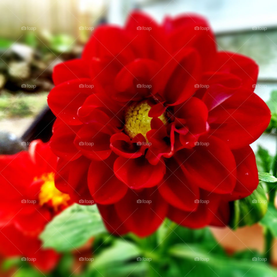 Red Dahlia 