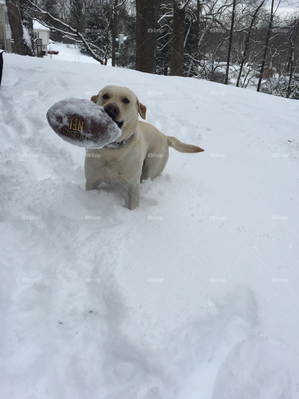 Dog Playing Football in the Snow