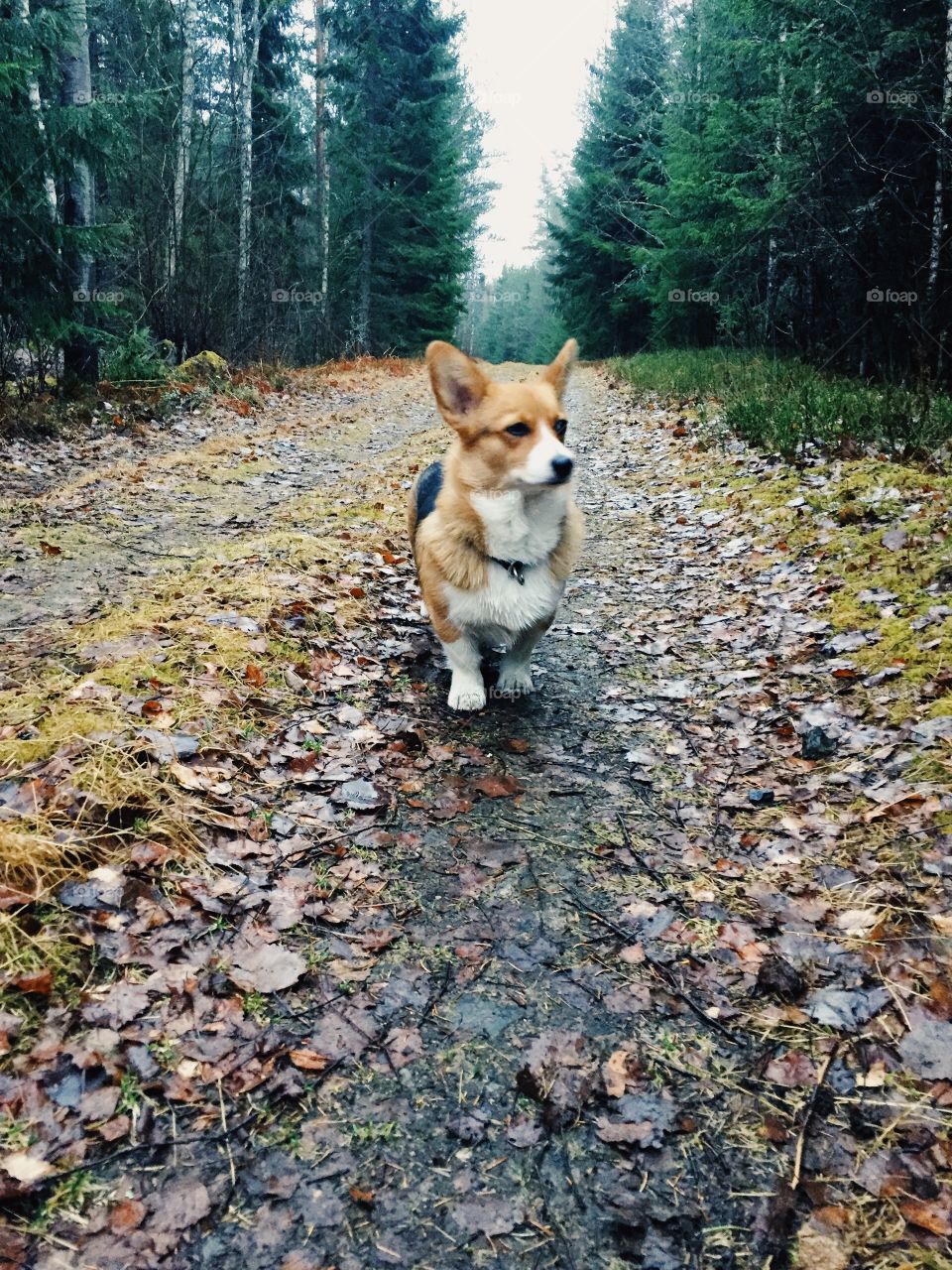 Adorable corgi dog in the forest 