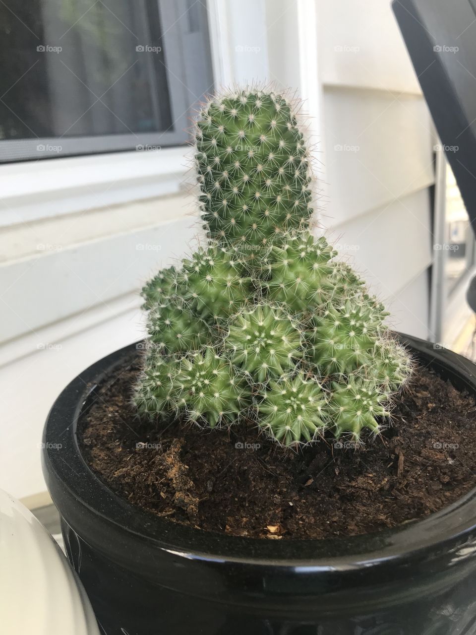 Growing cactus