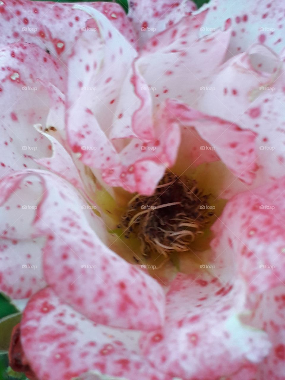 inside of a dotted pink rose