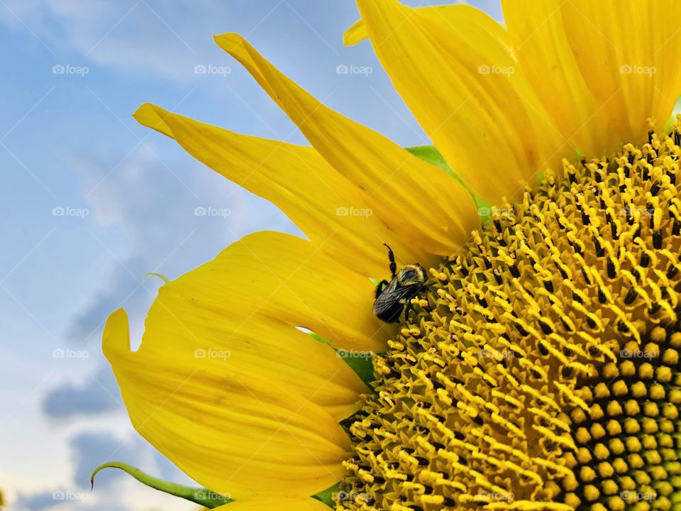 Closeup sunflower petals and bumblebee 
