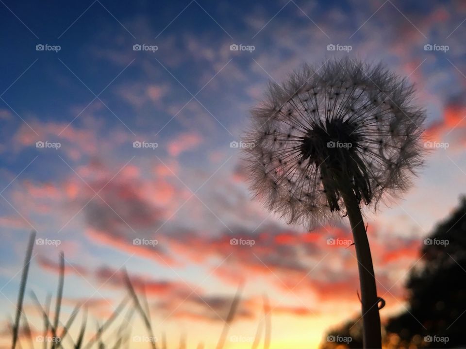 Dandelion at sunset