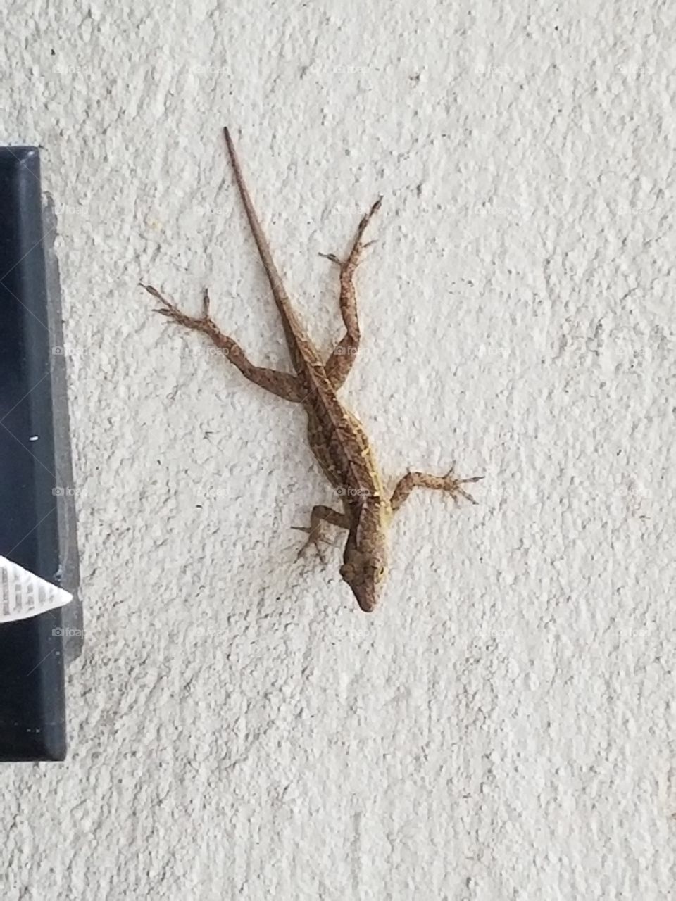 Chilling on the wall.  SoFlo Lizard