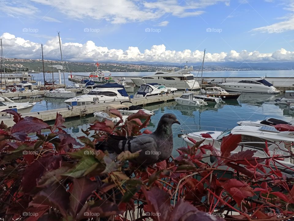 pigeon at harbour