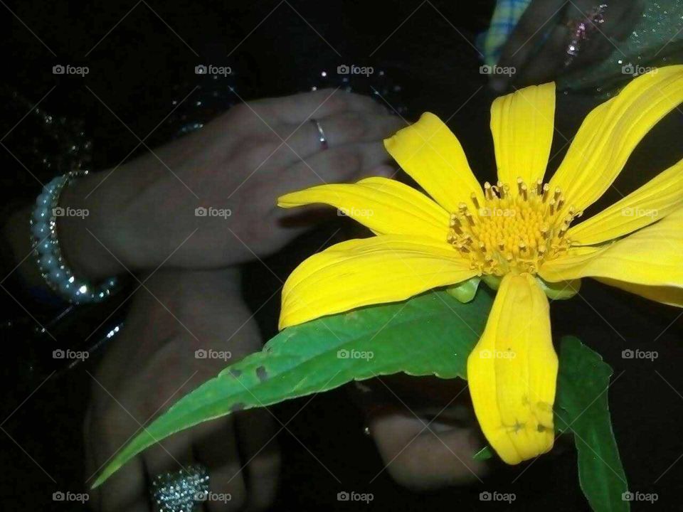 yellow flower