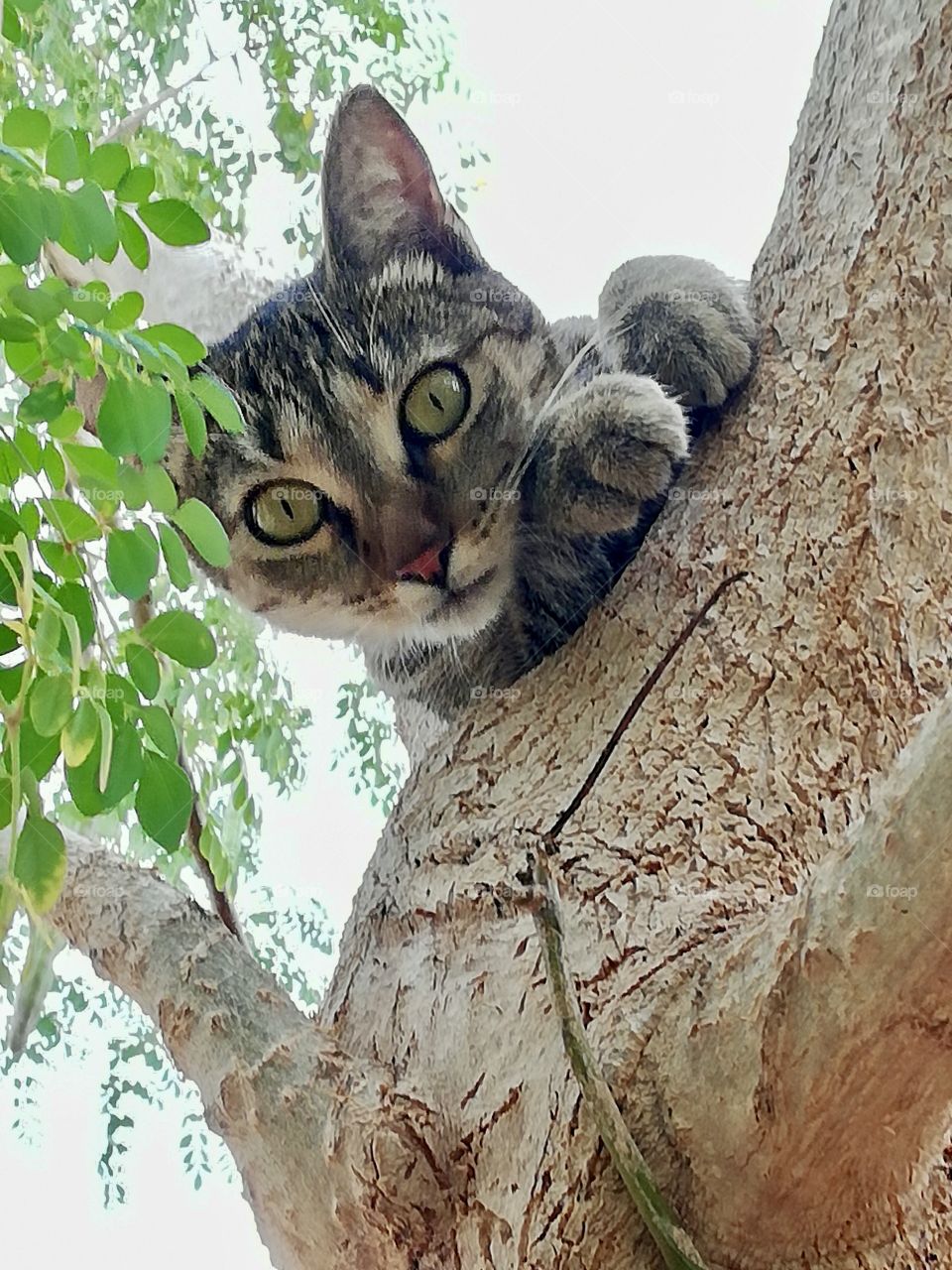 Cat in a tree looking at camera 