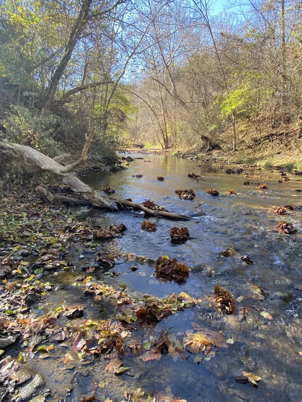 Life down stream