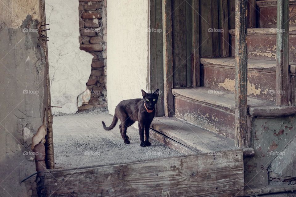 Cute black cat in the neighbourhood in Tbilisi