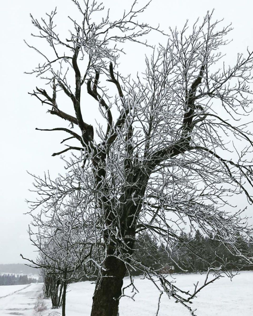 árvore na neve tree